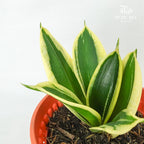 Sansevieria Golden Hahnii Green - Pudu Ria Florist Southern