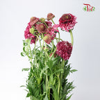Scabiosa Colour Pink (Per Bundle) - Pudu Ria Florist Southern