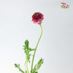 Scabiosa Colour Pink (Per Bundle) - Pudu Ria Florist Southern