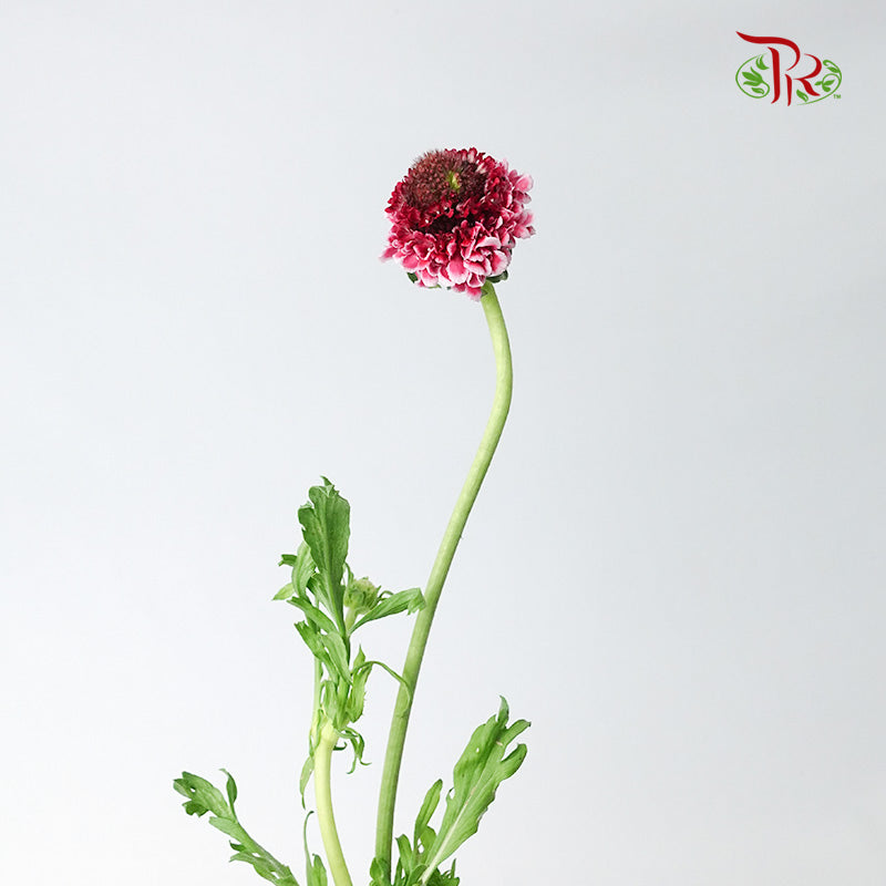 Scabiosa Colour Pink (Per Bundle) - Pudu Ria Florist Southern