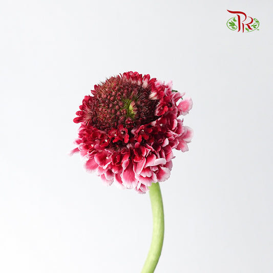 Scabiosa Colour Pink (Per Bundle) - Pudu Ria Florist Southern