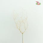 Sea Star Fern Natural - Pudu Ria Florist Southern