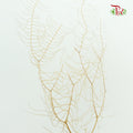 Sea Star Fern Natural - Pudu Ria Florist Southern