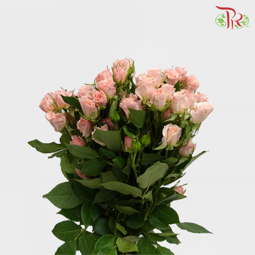 Rose Spray Shelby (8-10 Stems) - Pudu Ria Florist Southern