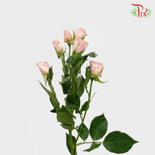Rose Spray Shelby (8-10 Stems) - Pudu Ria Florist Southern