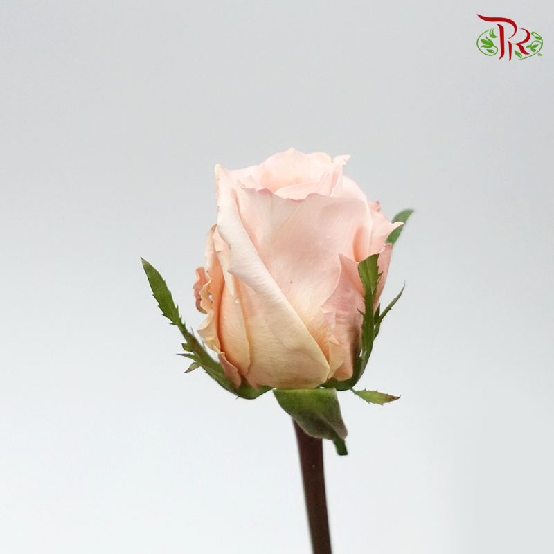 Rose Mondial Shimmer (8-10 Stems) - Pudu Ria Florist Southern