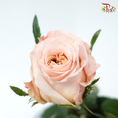 Rose Mondial Shimmer (8-10 Stems) - Pudu Ria Florist Southern