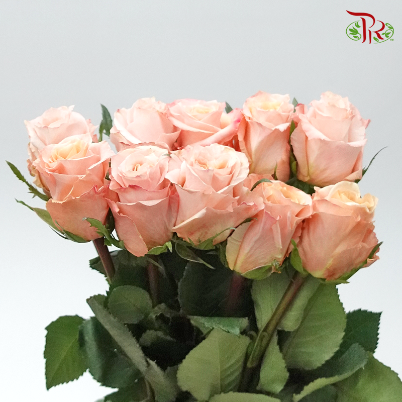 Rose Mondial Shimmer (8-10 Stems) - Pudu Ria Florist Southern