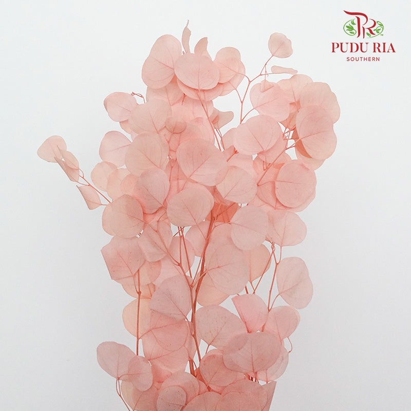 Preservative Eucalyptus Silver Dollar - Pink - Pudu Ria Florist Southern