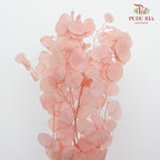 Preservative Eucalyptus Silver Dollar - Pink - Pudu Ria Florist Southern