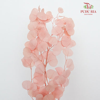 Preservative Eucalyptus Silver Dollar - Pink - Pudu Ria Florist Southern