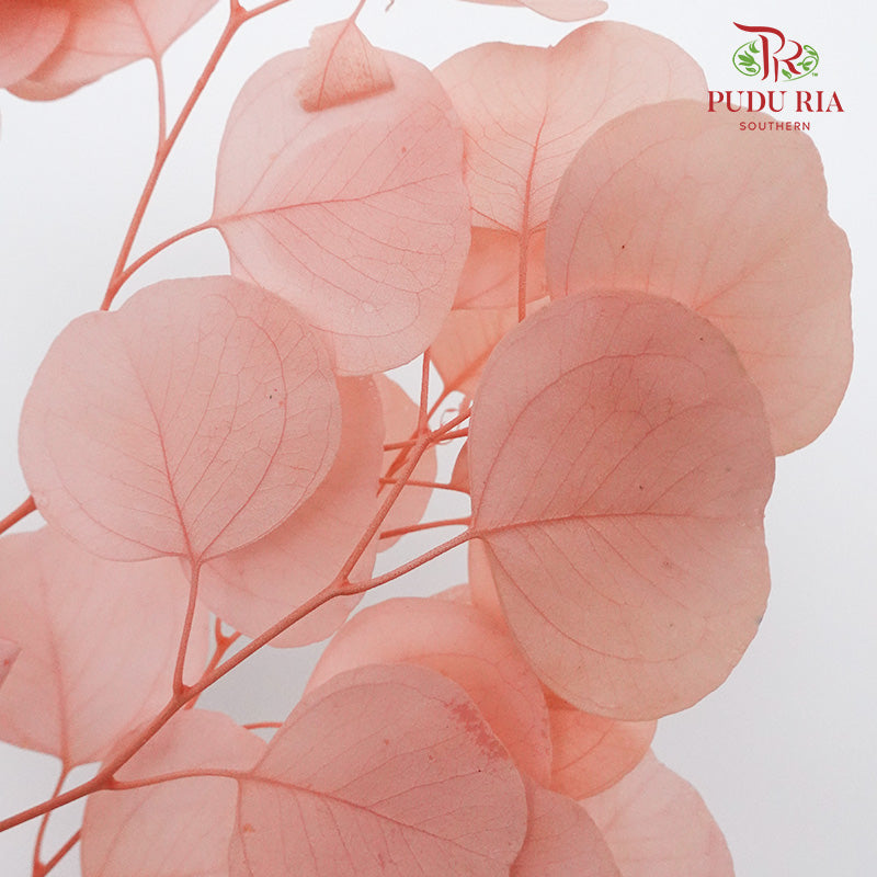 Preservative Eucalyptus Silver Dollar - Pink - Pudu Ria Florist Southern