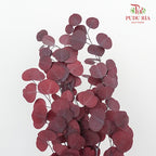 Preservative Eucalyptus Silver Dollar - Red - Pudu Ria Florist Southern