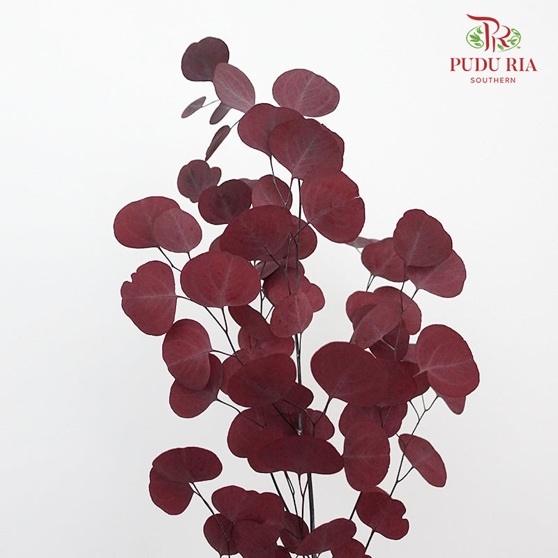 Preservative Eucalyptus Silver Dollar - Red - Pudu Ria Florist Southern
