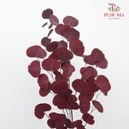Preservative Eucalyptus Silver Dollar - Red - Pudu Ria Florist Southern