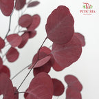 Preservative Eucalyptus Silver Dollar - Red - Pudu Ria Florist Southern