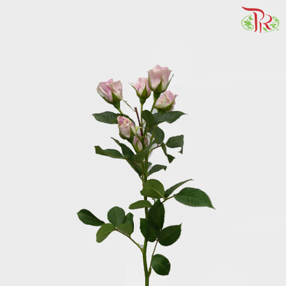 Rose Spray Shadow (8-10 Stems) - Pudu Ria Florist Southern