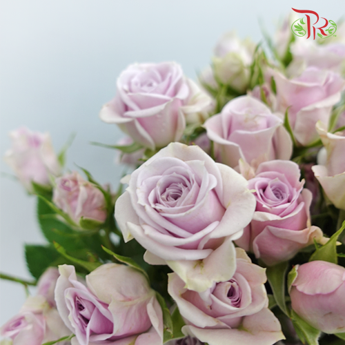 Rose Spray Shadow (8-10 Stems) - Pudu Ria Florist Southern