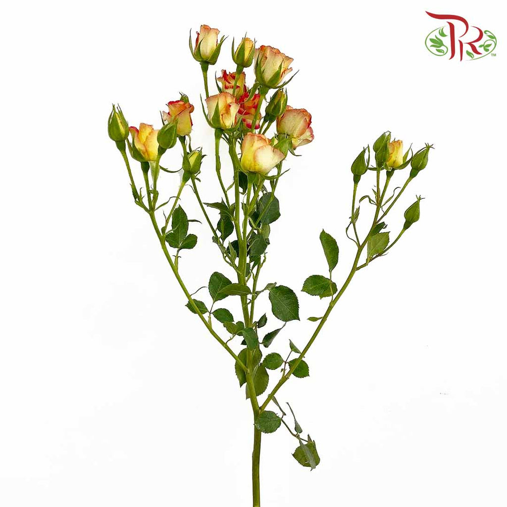 Rose Spray Bicolour Yellow/Red (8-10 Stems) - Pudu Ria Florist Southern