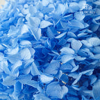 Preservative Hydrangea - Sky Blue / Per Stem - Pudu Ria Florist Southern