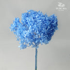 Preservative Hydrangea - Sky Blue / Per Stem - Pudu Ria Florist Southern