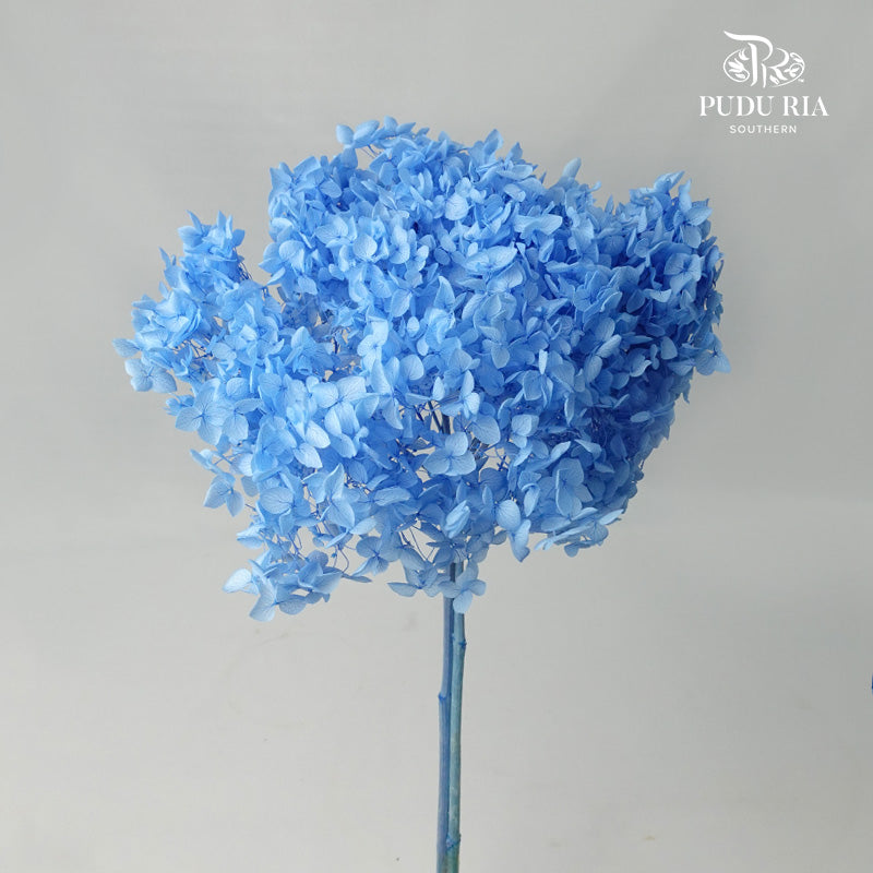 Preservative Hydrangea - Sky Blue / Per Stem - Pudu Ria Florist Southern