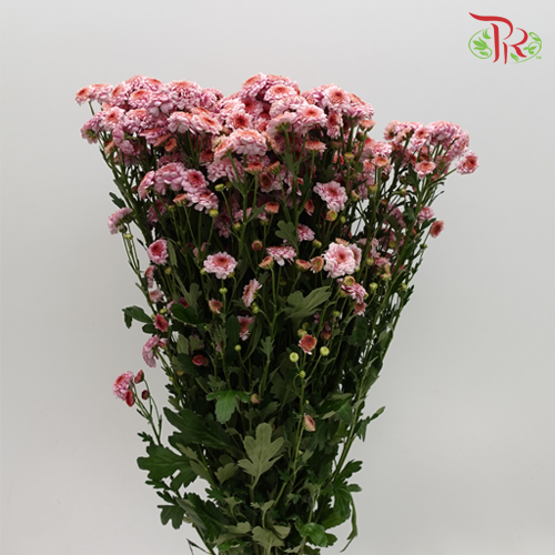 Chrysanthemum Small Pompom Pink (10-12 Stems) - Pudu Ria Florist Southern