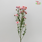 Chrysanthemum Small Pompom Pink (10-12 Stems) - Pudu Ria Florist Southern