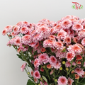 Chrysanthemum Small Pompom Pink (10-12 Stems) - Pudu Ria Florist Southern