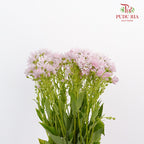 Pericallis Soft Pink - Pudu Ria Florist Southern