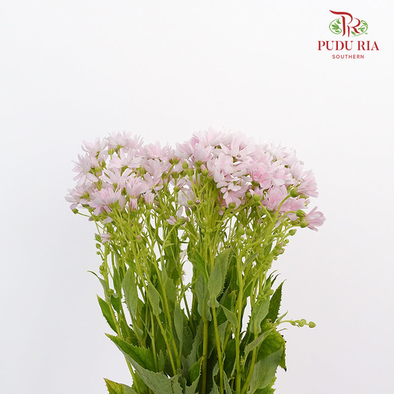 Pericallis Soft Pink - Pudu Ria Florist Southern