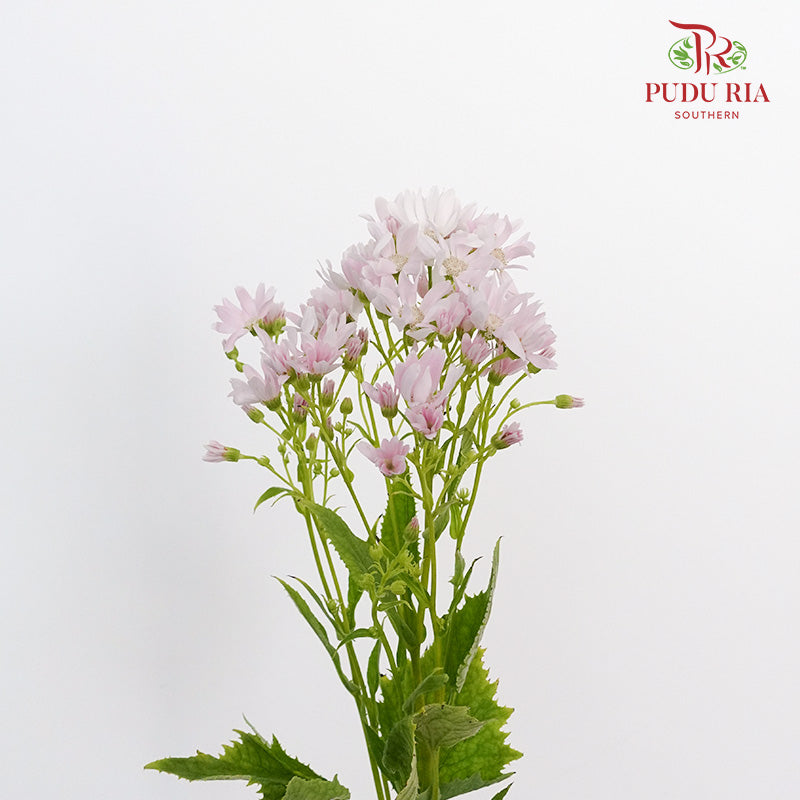 Pericallis Soft Pink - Pudu Ria Florist Southern