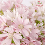 Pericallis Soft Pink - Pudu Ria Florist Southern