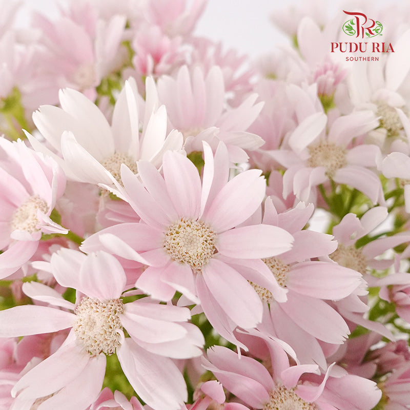 Pericallis Soft Pink - Pudu Ria Florist Southern