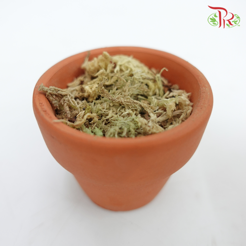 Sphagnum Moss - Pudu Ria Florist Southern