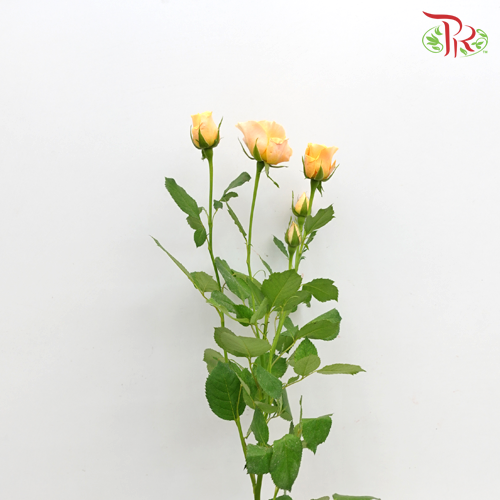 Rose Spray Yellow Orange (8-10 Stems) - Pudu Ria Florist Southern