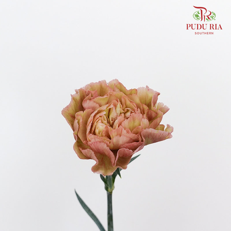 Carnation St Caramel (18-20 Stems) - Pudu Ria Florist Southern