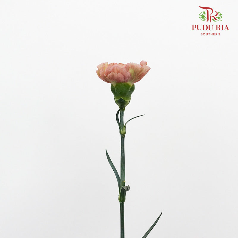 Carnation St Caramel (18-20 Stems) - Pudu Ria Florist Southern