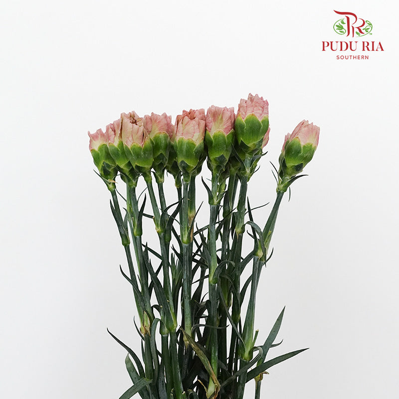 Carnation St Caramel (18-20 Stems) - Pudu Ria Florist Southern