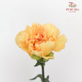 Carnation St Champagne (18-20 Stems) - Pudu Ria Florist Southern