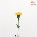 Carnation St Champagne (18-20 Stems) - Pudu Ria Florist Southern