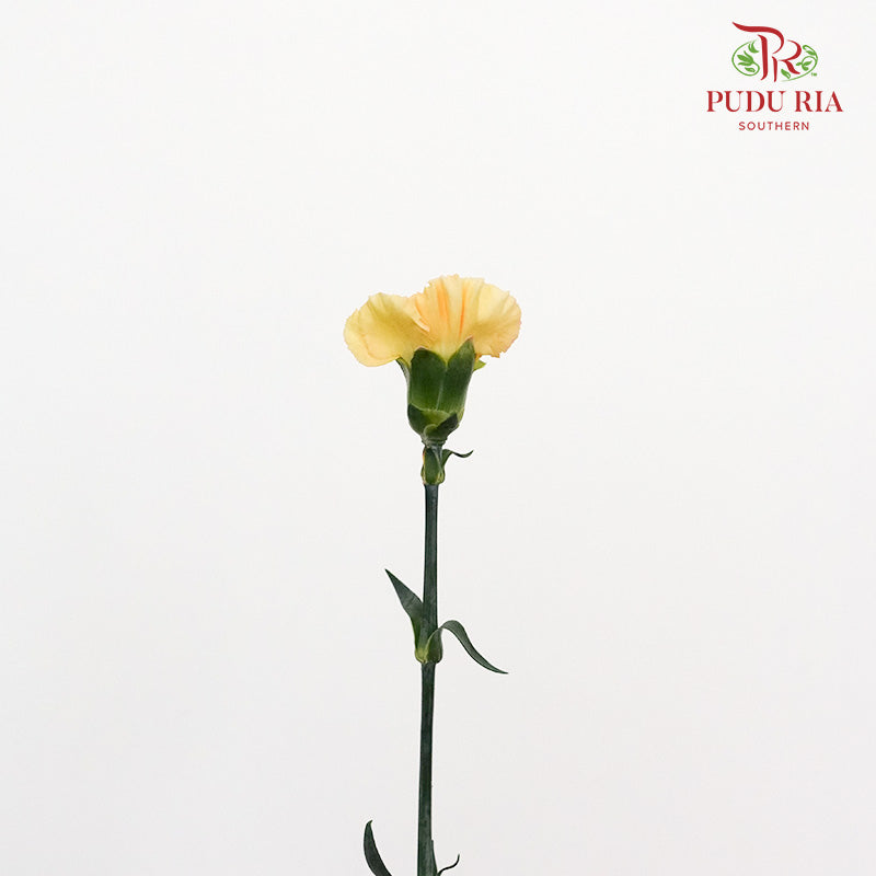 Carnation St Champagne (18-20 Stems) - Pudu Ria Florist Southern