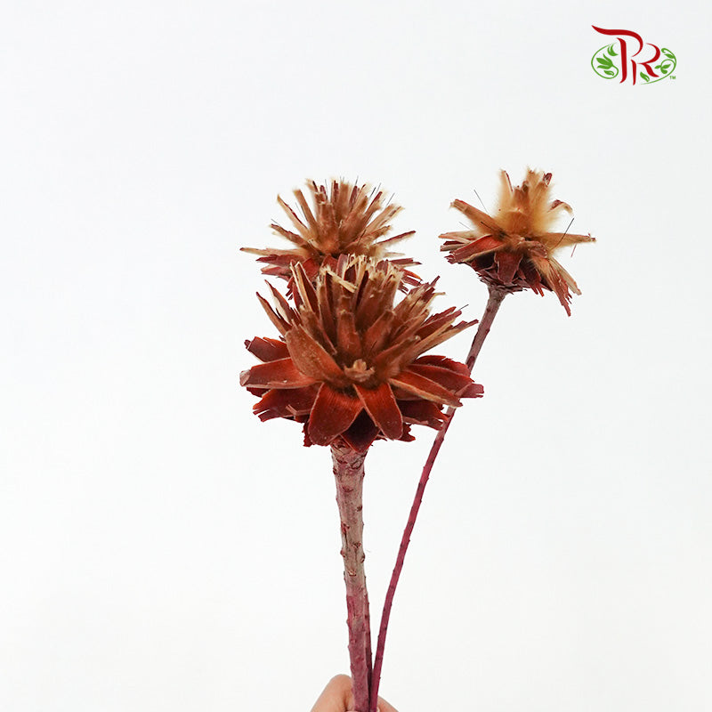 Star cone with stem - Pudu Ria Florist Southern