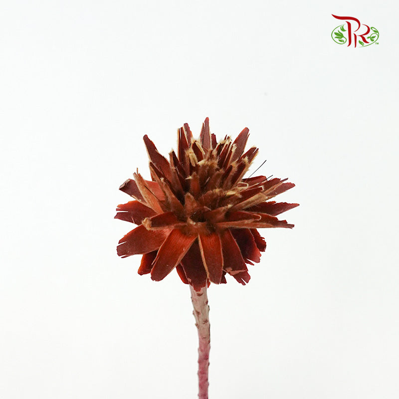 Star cone with stem - Pudu Ria Florist Southern