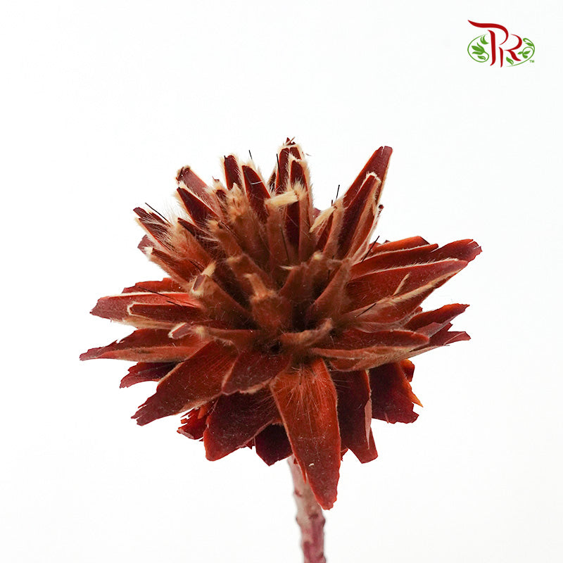 Star cone with stem - Pudu Ria Florist Southern