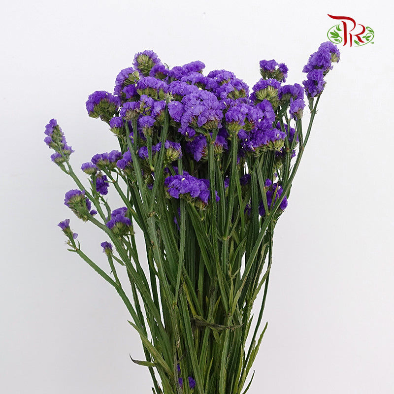 Statice Dark Purple - Pudu Ria Florist Southern