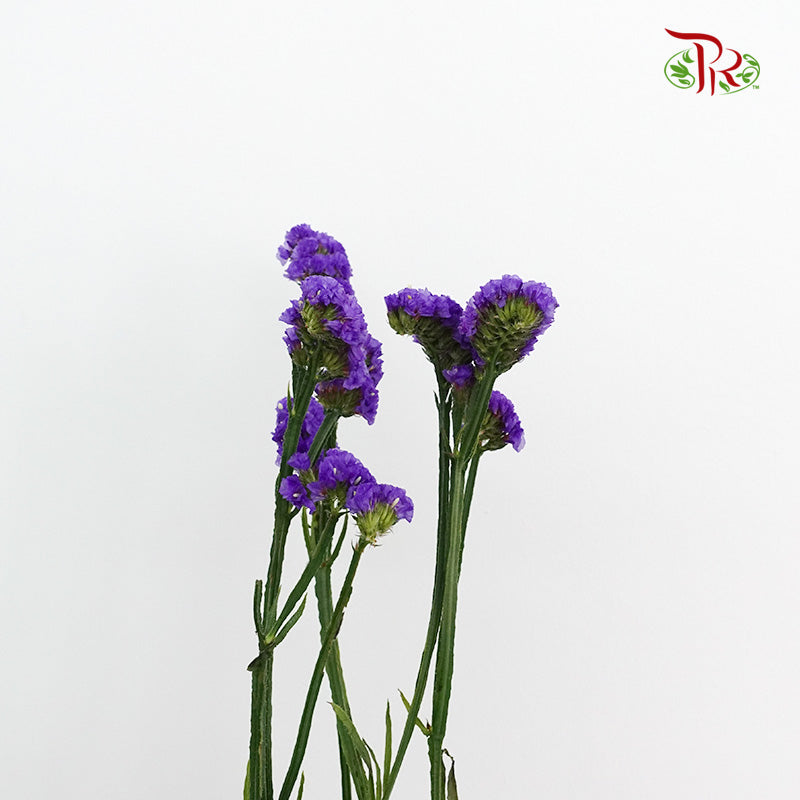 Statice Dark Purple - Pudu Ria Florist Southern
