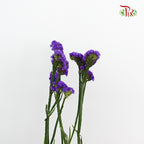 Statice Dark Purple - Pudu Ria Florist Southern
