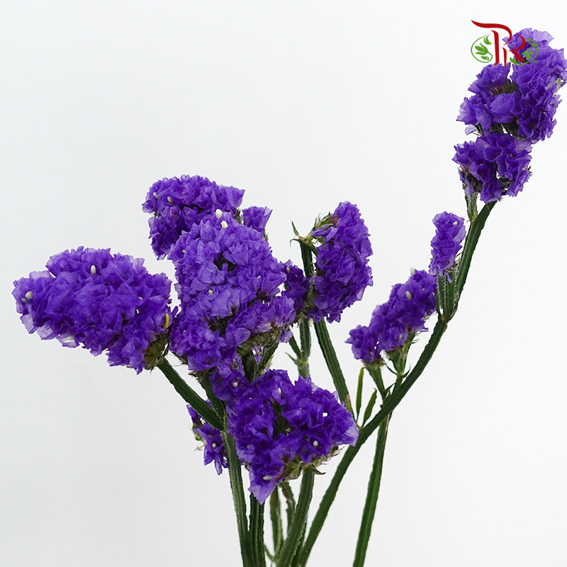 Statice Dark Purple - Wholesale flowers delivery in JB & Singapore