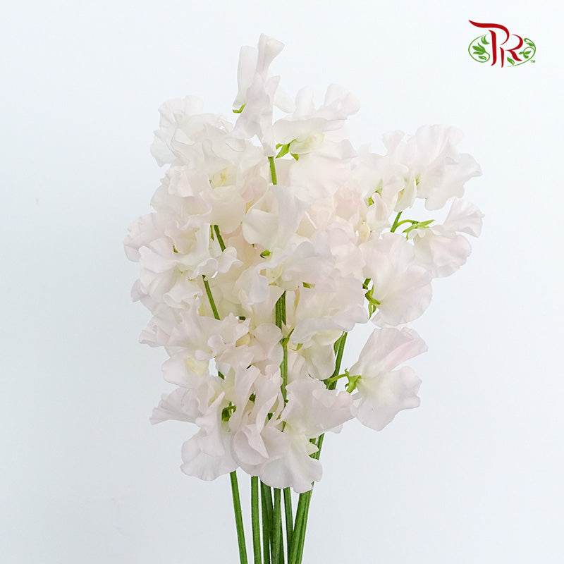 Sweet Pea Pink / 10 Stems - Pudu Ria Florist Southern